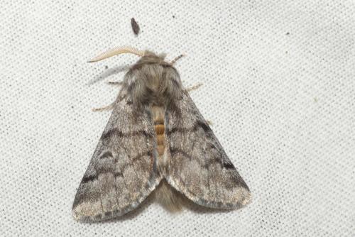 Thaumetopoea pityocampa